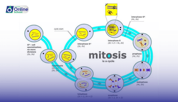 Lesson 03: S-Phase: The Synthesis Core of Interphase